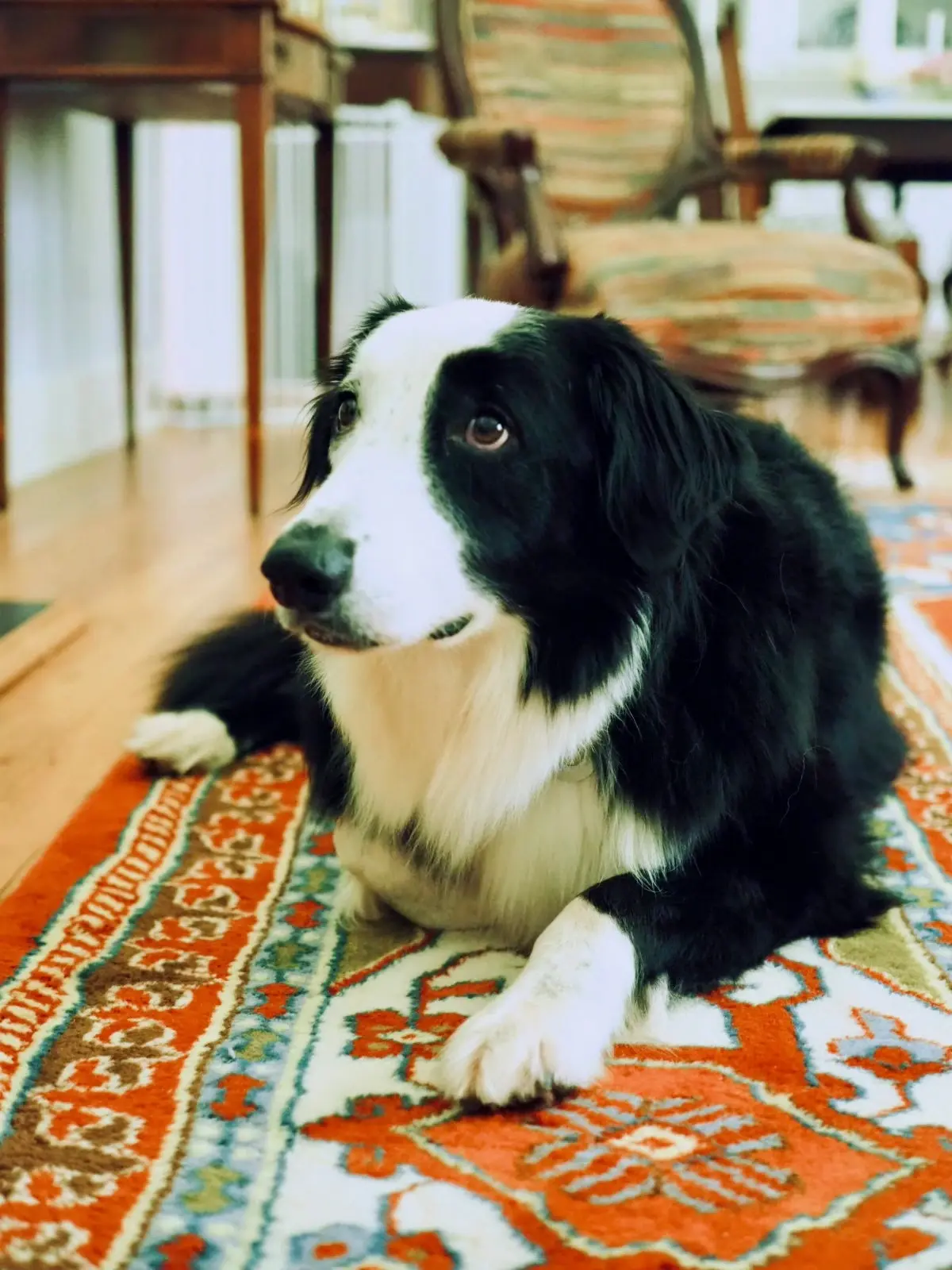 large border collie-looking dog laying down on a rug