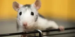 Scientists aghast at bizarre AI rat with huge genitals in peer-reviewed article