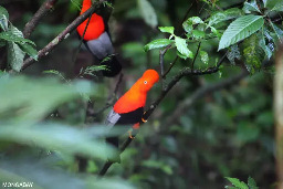 Sound recordings and AI tell us if forests are recovering, new study from Ecuador shows