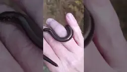 Steel Worm