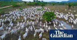 More than 800m Amazon trees felled in six years to meet beef demand