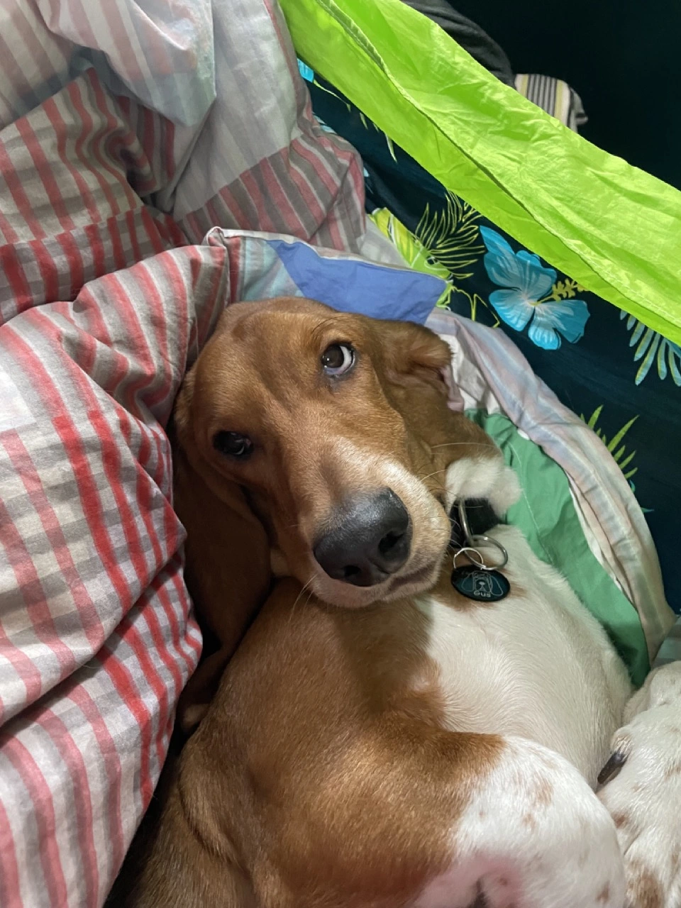 The basset hound in the hammock