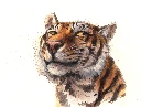 Tammanytiger