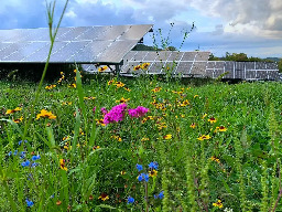 Pollinator-Friendly Solar Installations Can Help Solve Climate and Biodiversity Crises