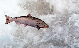 EPA to investigate chemical that tribes blame for salmon deaths