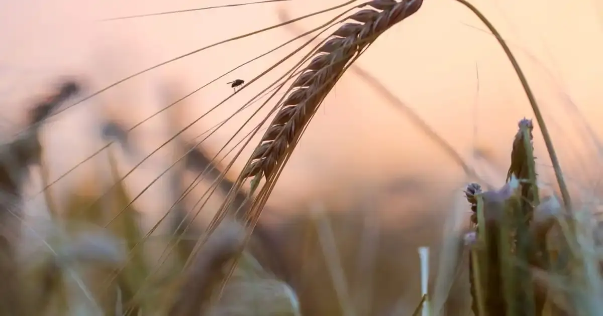 Super crops are coming: Is Europe ready for a new generation of gene-edited plants?