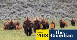 How Native American tribes are bringing back the bison from brink of extinction