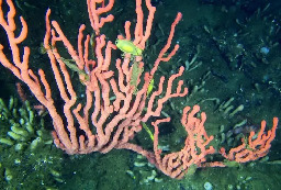 Coral reef that 'shouldn't exist' thrives off B.C.'s Pacific Ocean, biologist says