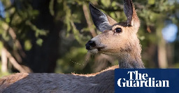 ‘Zombie deer disease’ epidemic spreads in Yellowstone as scientists raise fears it may jump to humans