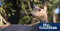 ‘Zombie deer disease’ epidemic spreads in Yellowstone as scientists raise fears it may jump to humans