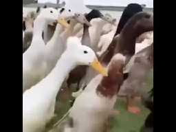 Duck Imperial March