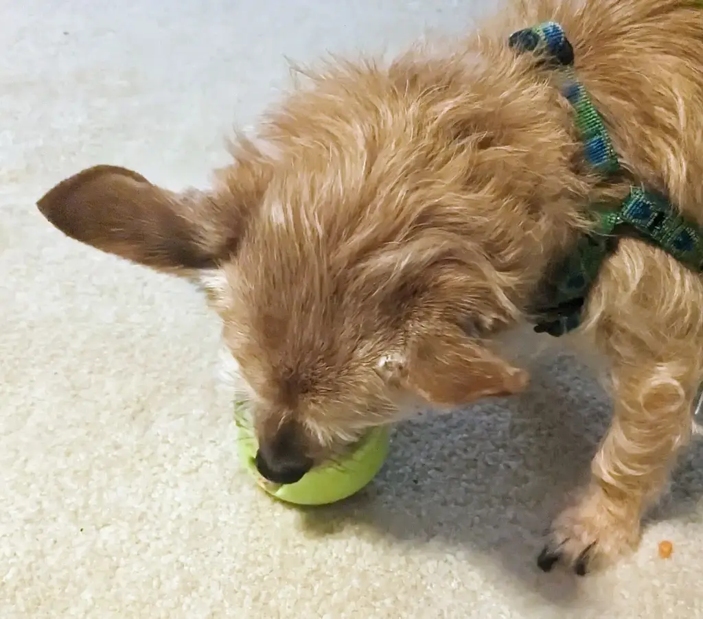 Tiny Dog is eating!