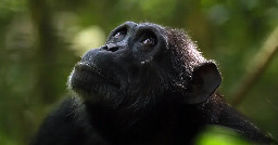Chimpanzees Go Through Menopause, Too
