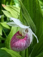 Showy Lady's Slipper