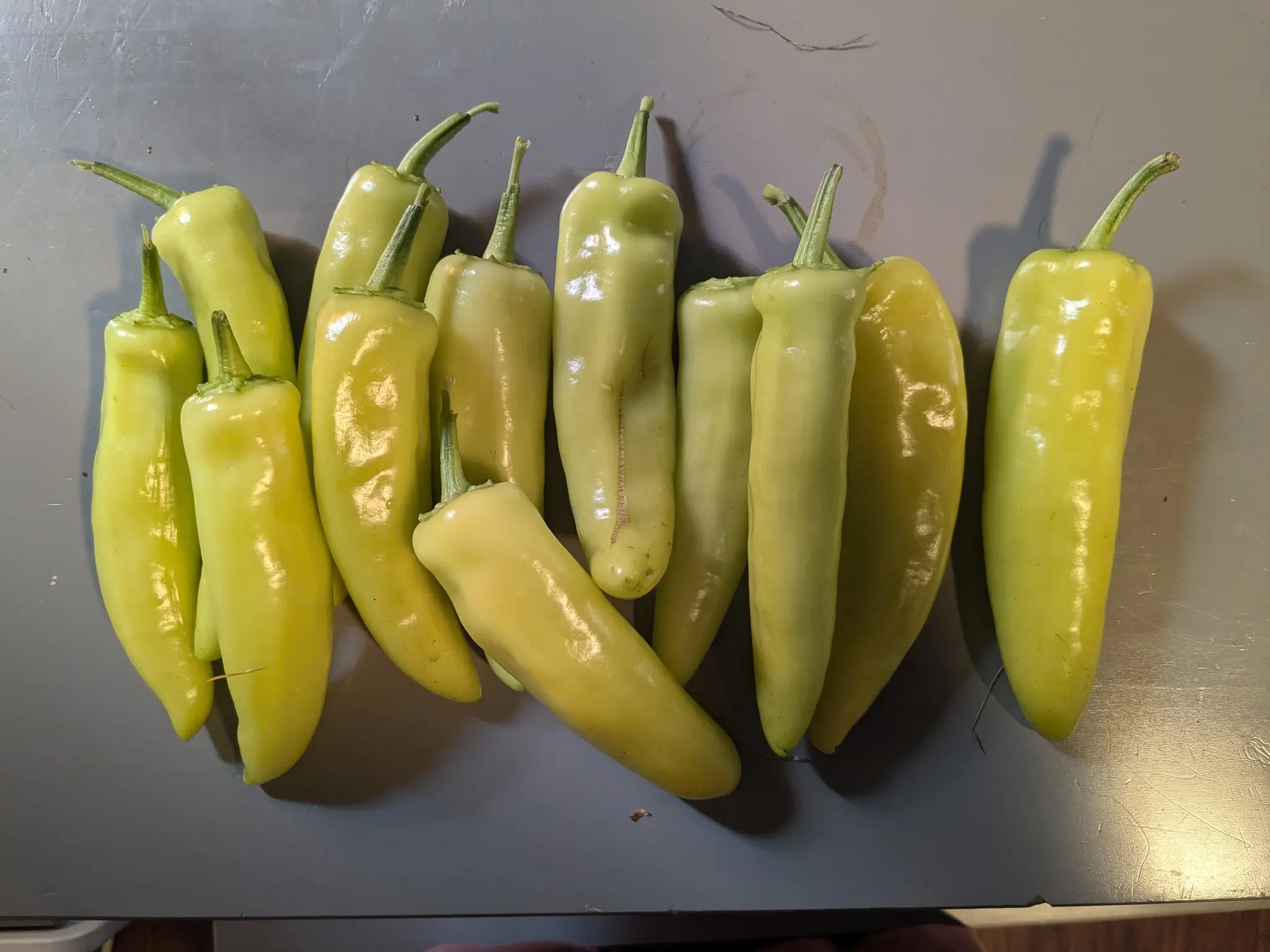 Alt text: I harvested a dozen Hungarian Wax peppers this morning and they are on my table awaiting processing