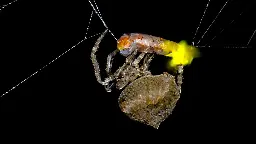 Spiders Are Somehow Hacking Fireflies To Lure More Victims