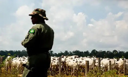 Brazil Launches Historic Operation to Combat Illegal Cattle Farming and Land Grabs in the Amazon