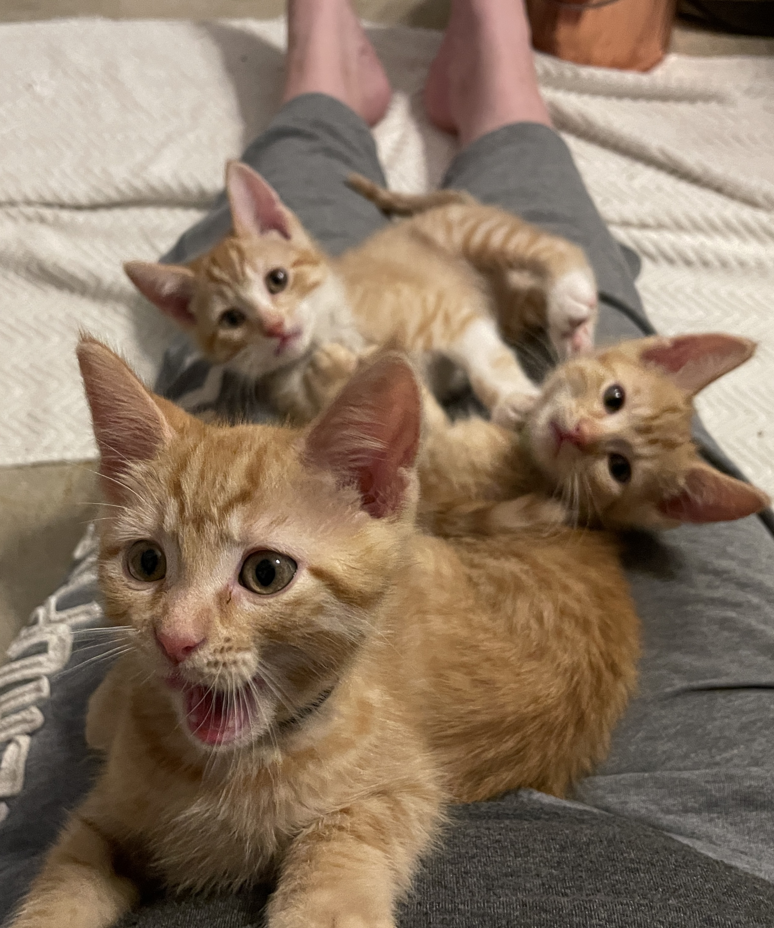 We call these fosters the 3 orange popsicles