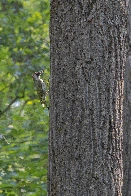 After not having been able to see one for months, I finally saw a Green Woodpecker again! (North-Western Germany, June 2023)