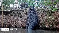 First baby beaver born in 400 years in Staffordshire