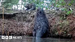 First baby beaver born in 400 years in Staffordshire