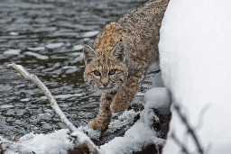 Bobcats are back, and they’re helping protect people from zoonotic disease