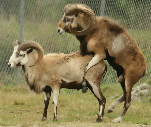 Homosexual behaviour in sheep