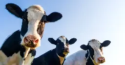Transgenic cows boost human insulin production by 10X