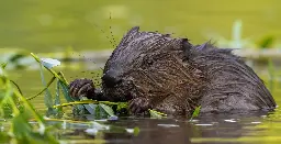 Beavers Are Back in London — and They're Thriving