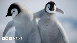 Penguin chicks miraculously survive tearaway iceberg