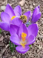 [OC] Honey bee on a crocus.