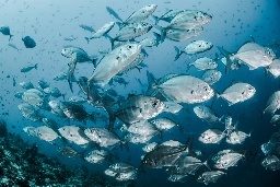 As ocean oxygen levels dip, fish face an uncertain future