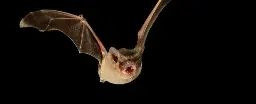 This Tiny Bat Just Smashed a Decades-Old Record to Become The Fastest Flier on Earth