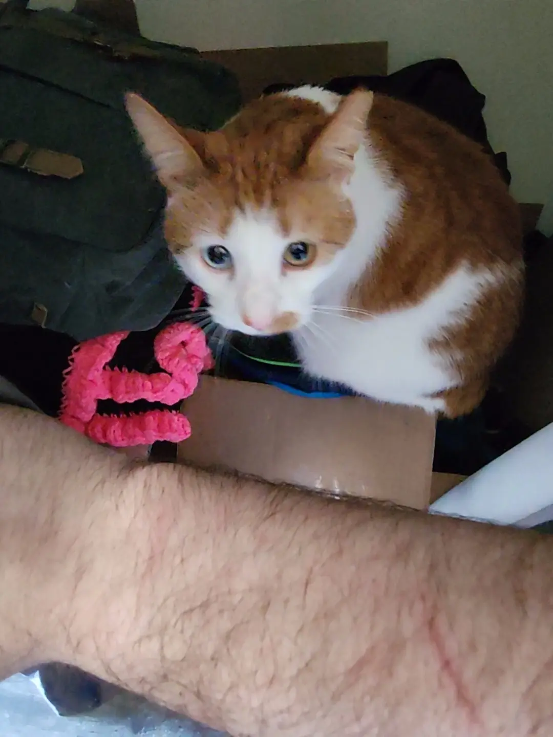 A picture of a white and orange cat with blue and orange eyes behind a hairy arm with several cat scratches