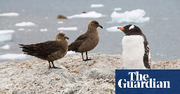‘Catastrophic’: bird flu reaches Antarctic for the first time