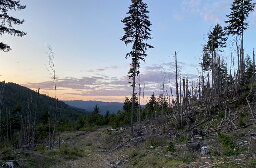 In defense of the forest: A group of activists organizes direct action against logging in California