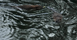 Yes, beavers can help stop wildfires. And more places in California are embracing them