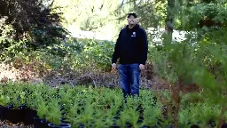 As tree species face decline, ‘assisted migration’ gains popularity in Pacific Northwest