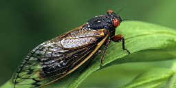 The entire state of Illinois is going to be crawling with cicadas