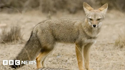 Was an extinct fox once man's best friend?