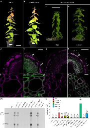 Ectopic callose deposition into woody biomass modulates the nano-architecture of macrofibrils - Nature Plants