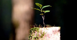 A Radical Experiment To Transplant A Forest Might Actually Work