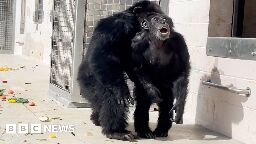 Touching moment chimp sees outdoors for first time