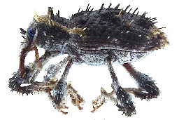 Strange, spiny beetle discovered in Japan