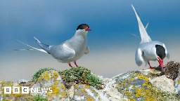 Five seabirds added to UK red list of most concern