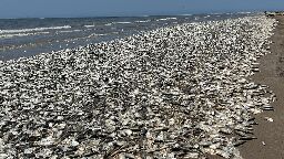 Why thousands of dead fish have been washing ashore along Texas Gulf Coast