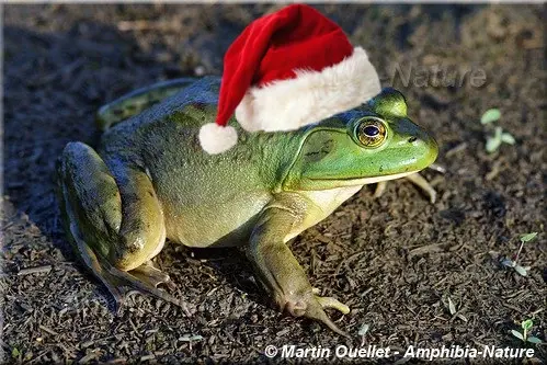 A frog with a Santa hat