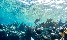 ‘Literally off the charts’: global coral reef heat stress monitor forced to add new alerts as temperatures rise