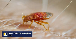 Bedbug infestation fears in Hong Kong spark panic buying of insecticides