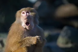 Baboons on bridge brilliantly evade lions stalking them  (video) | Boing Boing